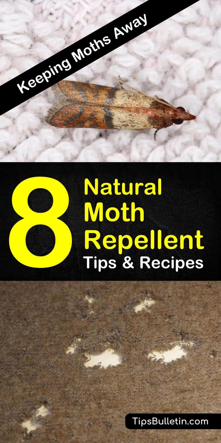 For all you anti-moth people out there come to learn how to get rid of them with all natural moth repellent using essential oils. Learn how to make your own lavender sachets for drawers and closets. #mothrepellent #cedarwood #lavender