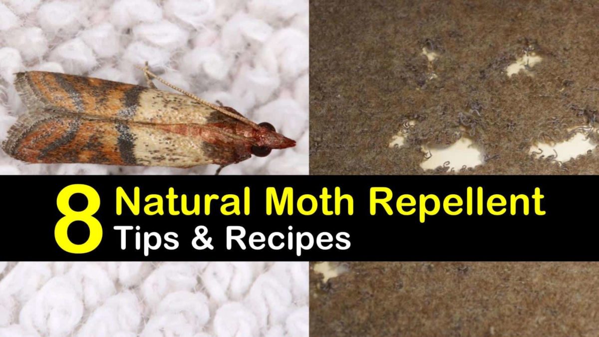 8 Easy DoItYourself Moth Repellents