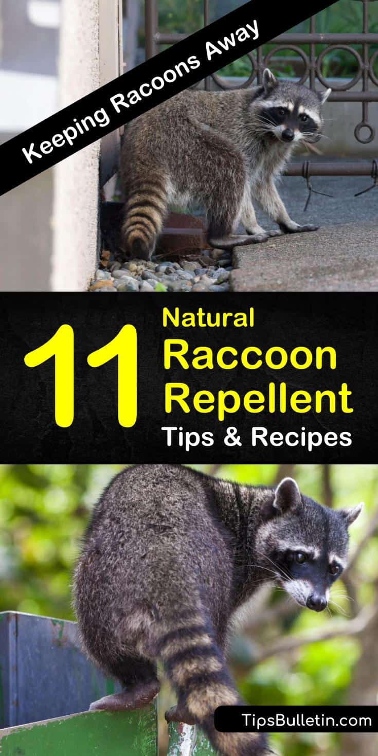 Discover how to make a natural raccoon repellent to keep unwanted animals out of your plants, yards, and gardens. Use these pest control methods to keep your home raccoon-free. #raccoons #raccoonrepellent