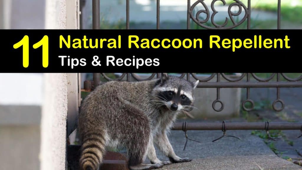 Keeping Racoons Away - 11 Natural Raccoon Repellent Tips and Recipes