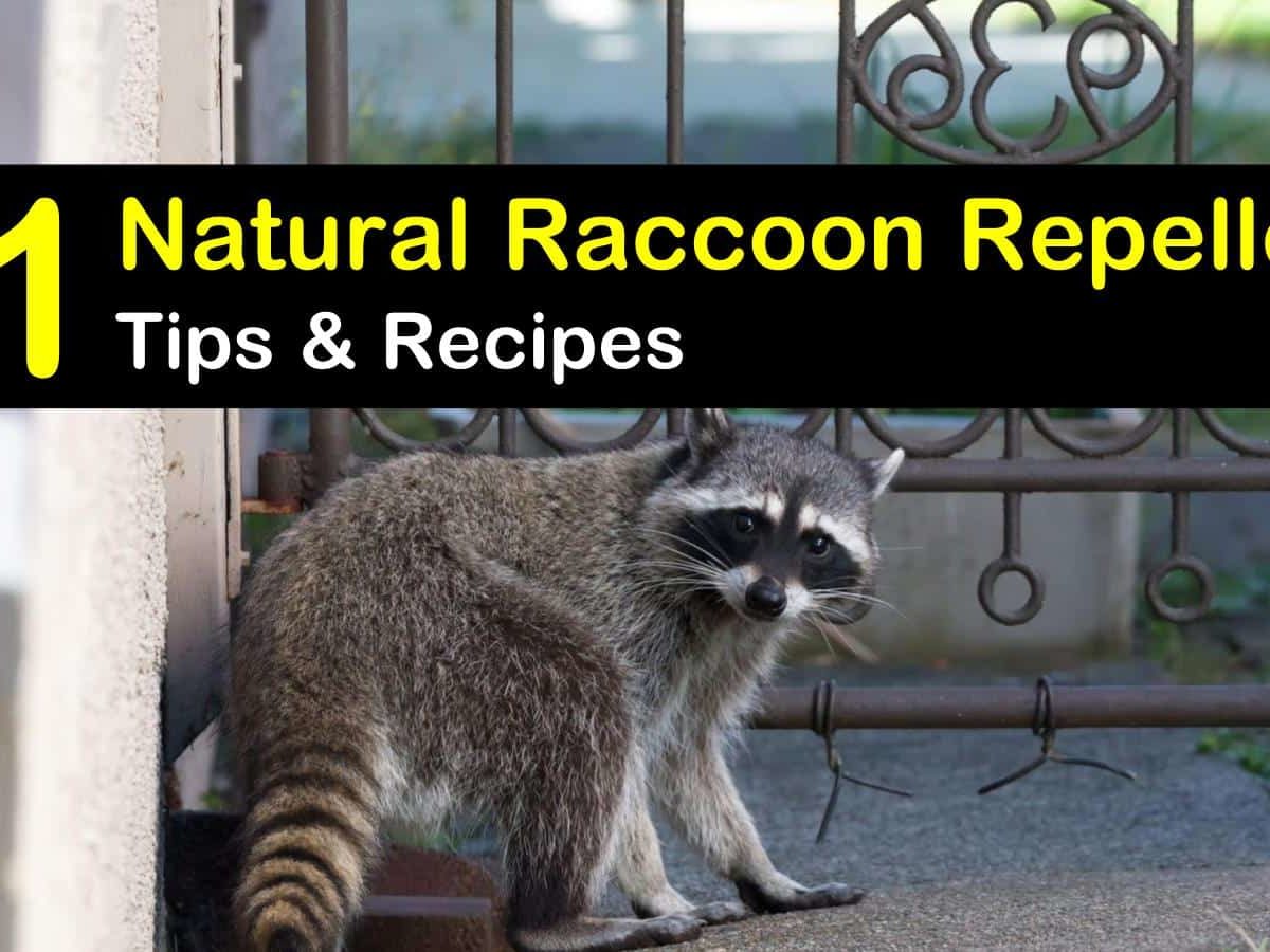 11 Smart Simple Diy Raccoon Repellent Solutions