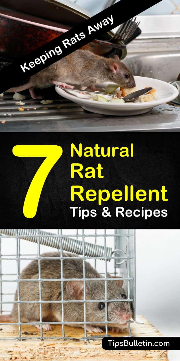 Find out how you can protect your home from rodents with these natural rat repellent tips. With homemade recipes and methods that will teach you how to get rid of mice, pest control will be easier than ever. #diypestcontrol #ratrepellent #peppermintoil