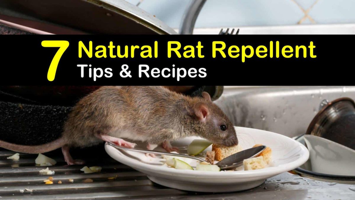 Keeping Rats Away 7 Natural Rat Repellent Tips And Recipes