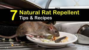 natural rat repellent titleimg1