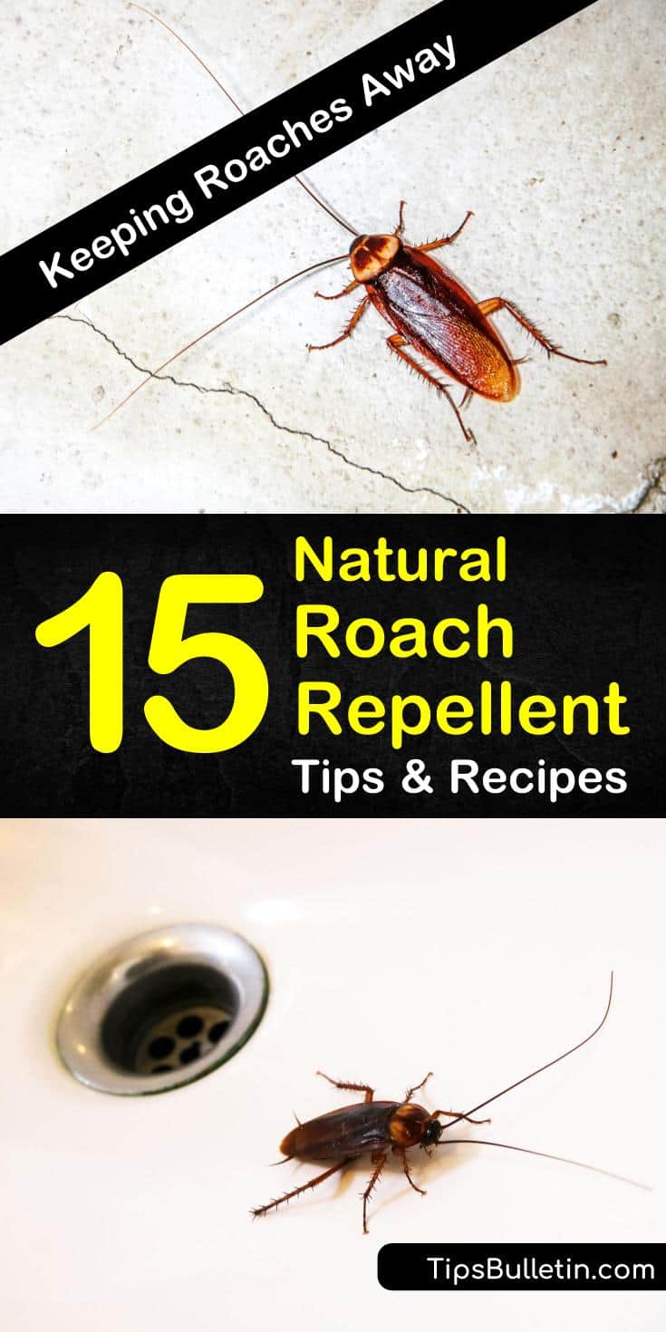 Cockroaches carry all sorts of diseases, the last thing you want is to have them in your home. Learn how to make natural roach repellent with items you have around the home, including bay leaves, baking soda, and essential oils. #pestcontrol #repellent #natural #roaches