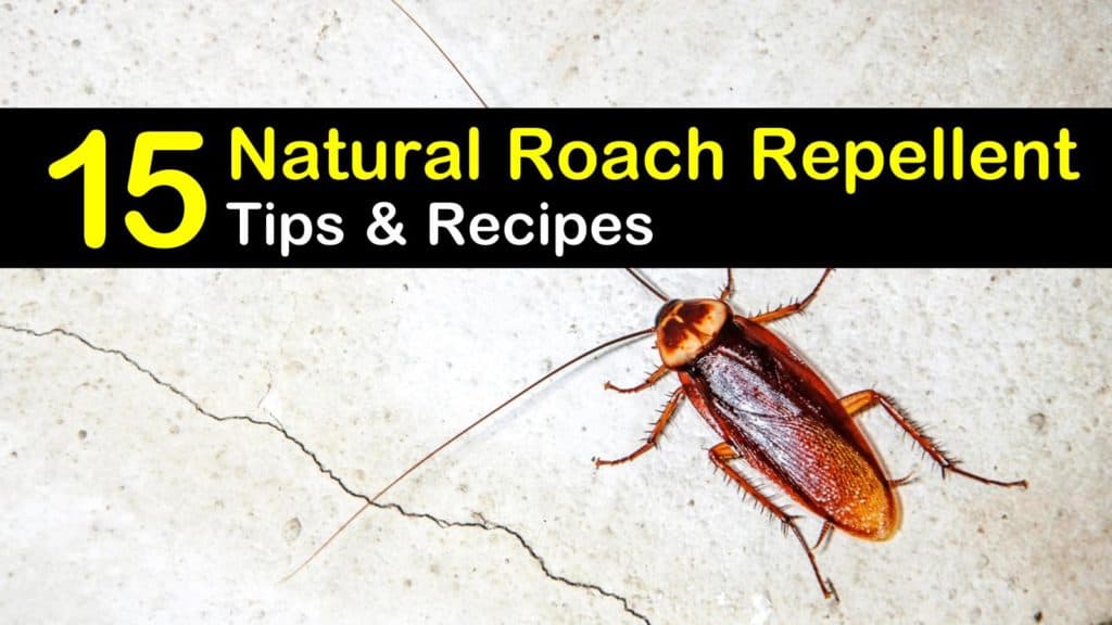 essential oils to get rid of german roaches