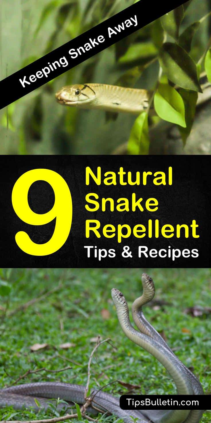 Try these various tips and recipes to keep those slithering snakes out of your yards and away from your pets. With these various natural snake repellent remedies, you will have a snake-free home in no time. #getridofsnakes #pestcontrol #snakes