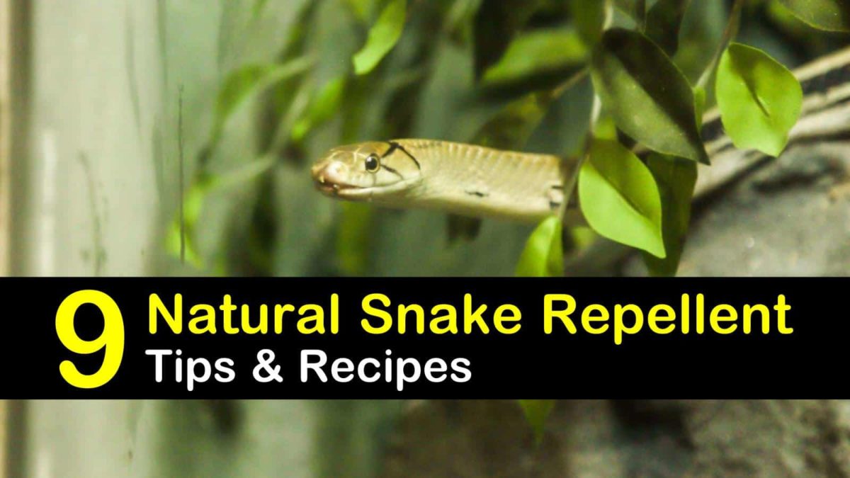 9 Fast & Easy Homemade Snake Repellent Recipes