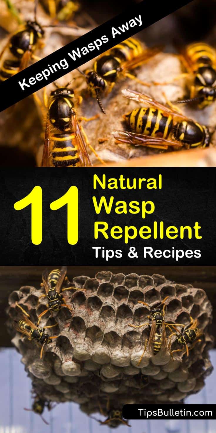 Learn how to make a DIY natural wasp repellent spray at home using products like essential oils and vinegar. These pest control tips will teach you how to get rid of yellow jackets and insects invading your house and yards. #homemade #wasprepellent #yellowjacket