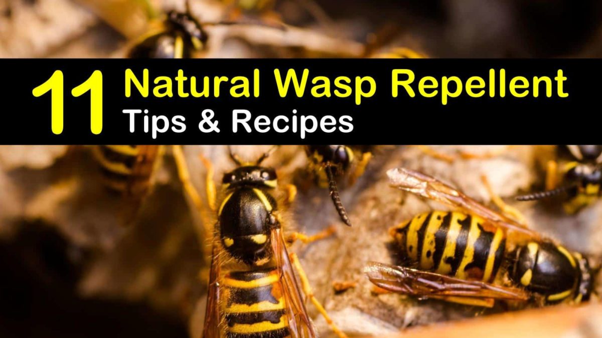 protection from wasps