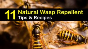 natural wasp repellent titleimg1