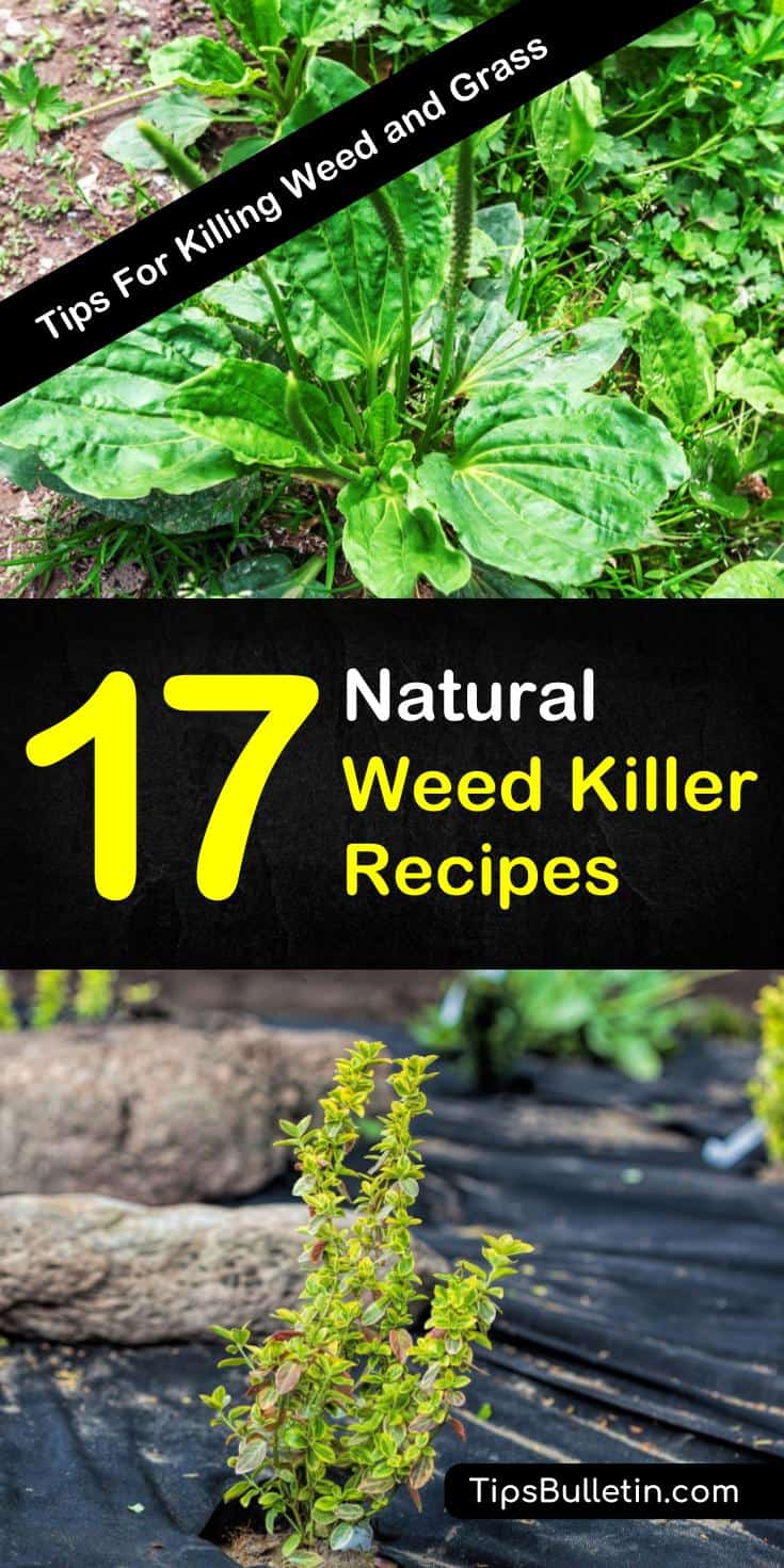 Discover 17 natural weed killers for flower beds, walkways, and driveways. These recipes are safe for dogs and pets and are the perfect way for lawns to look their best. #weedkillerrecipe #weedrepellent #weedkiller