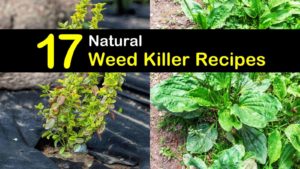 natural weed killer titleimg1