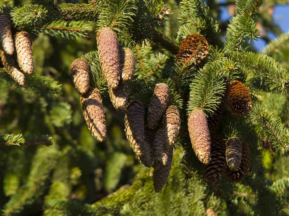 Norway spruce is an evergreen