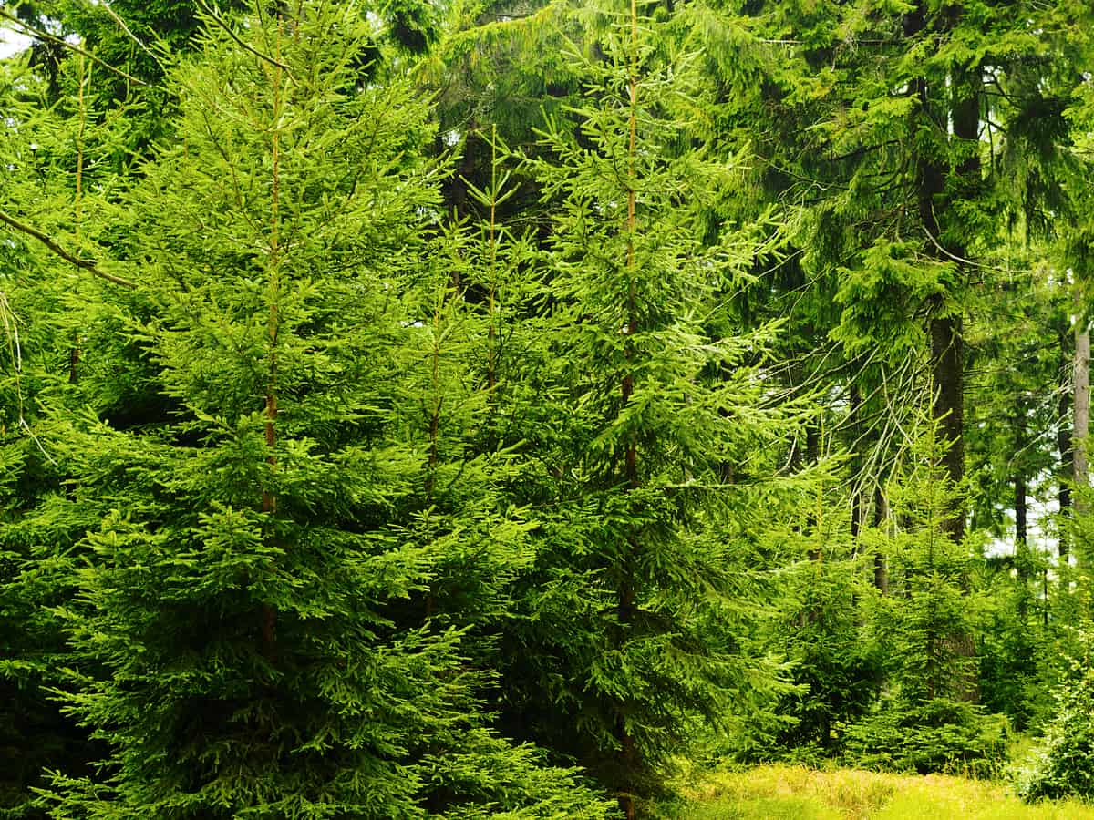 Norway spruce tree branches hang downward