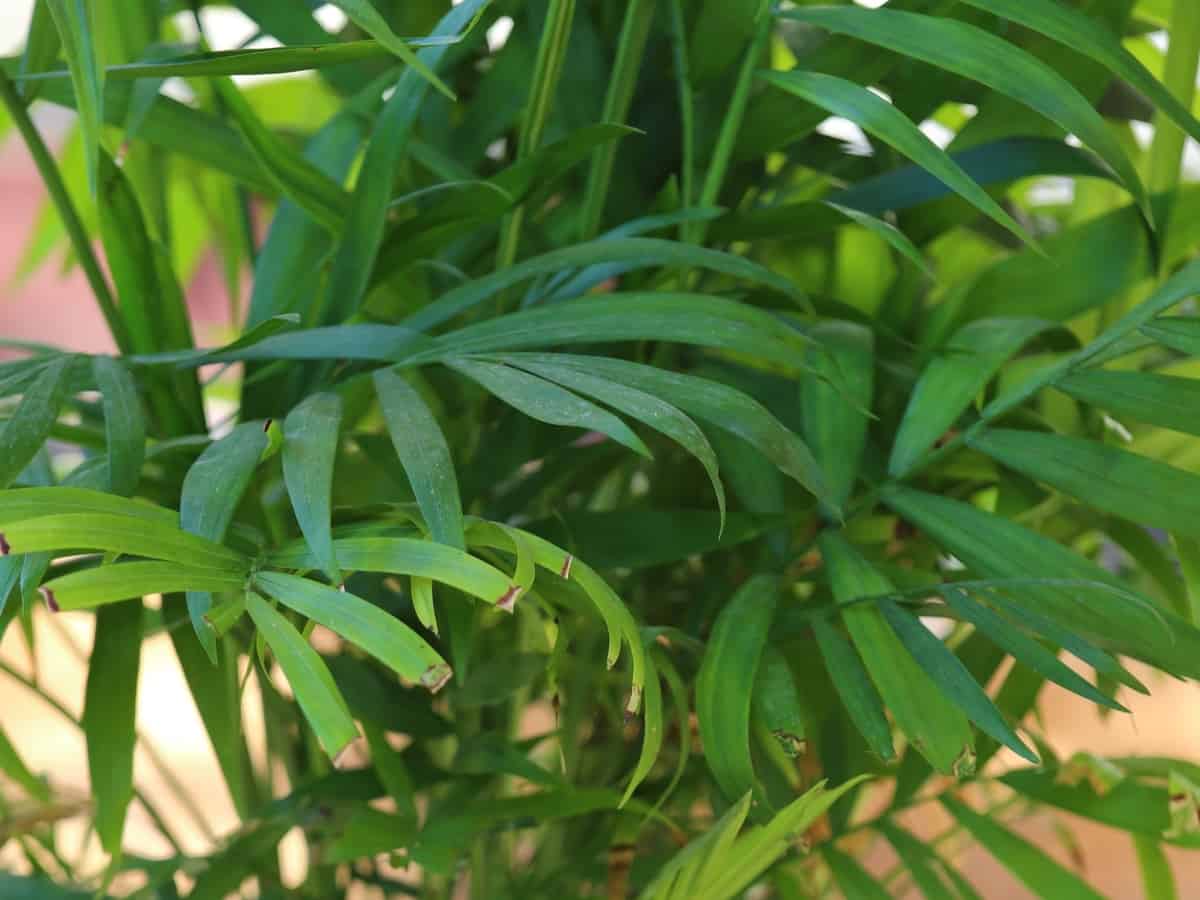 parlor palm is a great low light houseplant