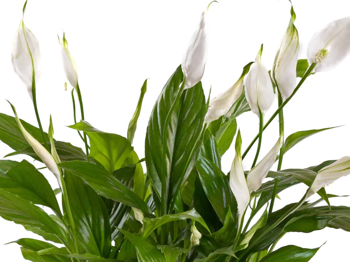 peace lily is not actually a lily