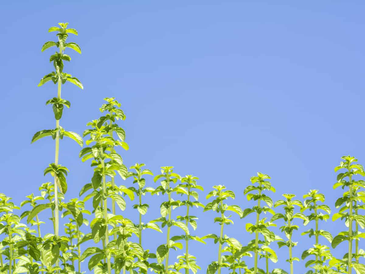 pennyroyal is the perfect mosquito repellent plant