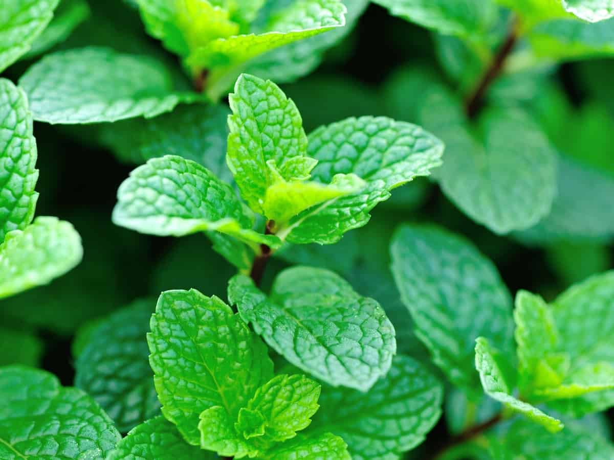 peppermint repels mosquitoes and other pests