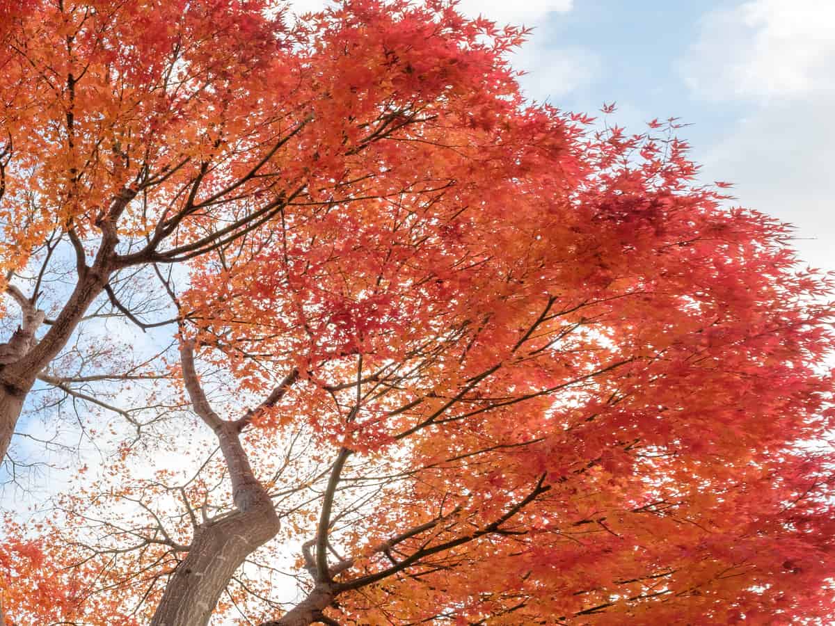 red maple is stunning and grows quickly