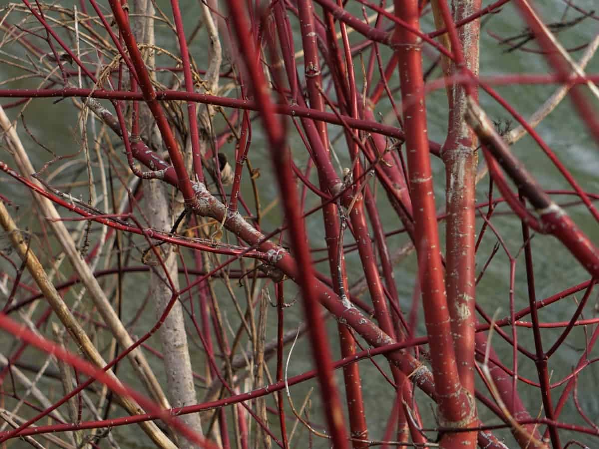 red twig dogwood has an attractive color