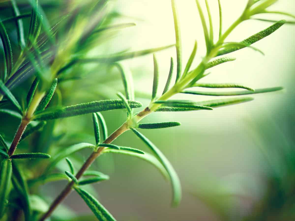 rosemary is great for cooking and repelling mosquitoes