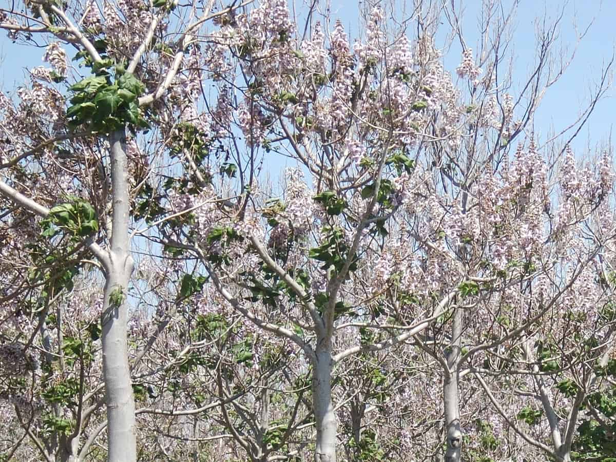 royal empress has beautiful flowers and offers shade