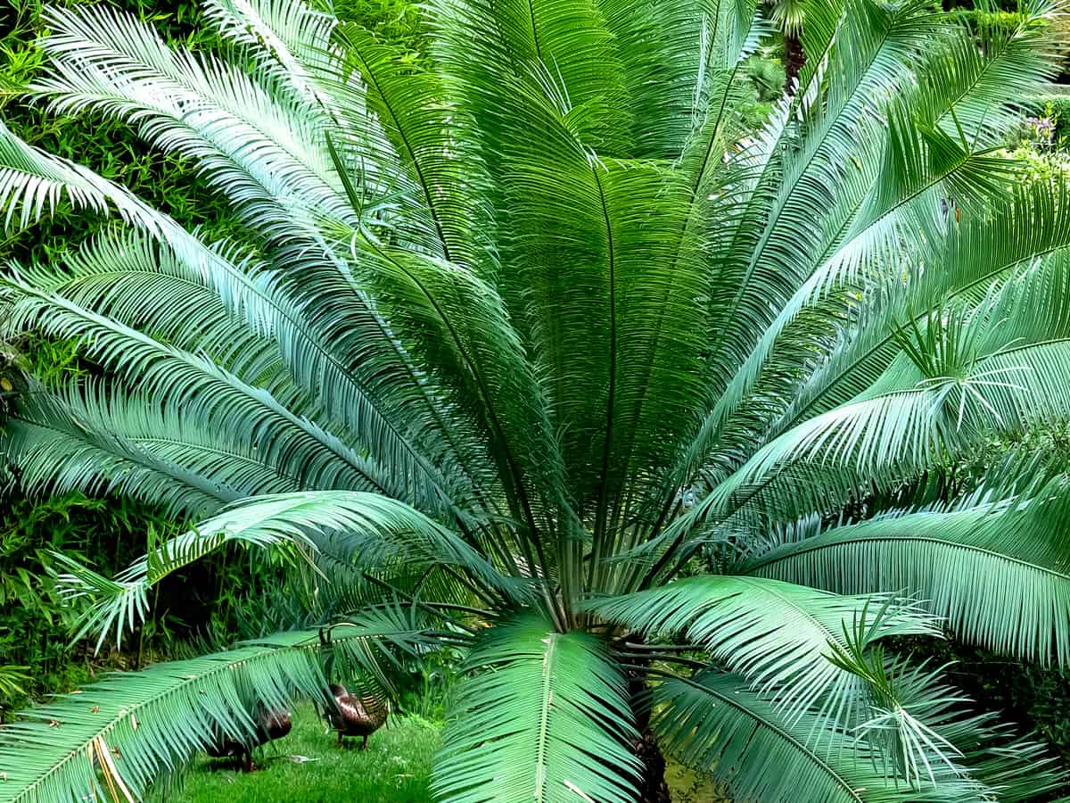 sago palm offers privacy and beauty