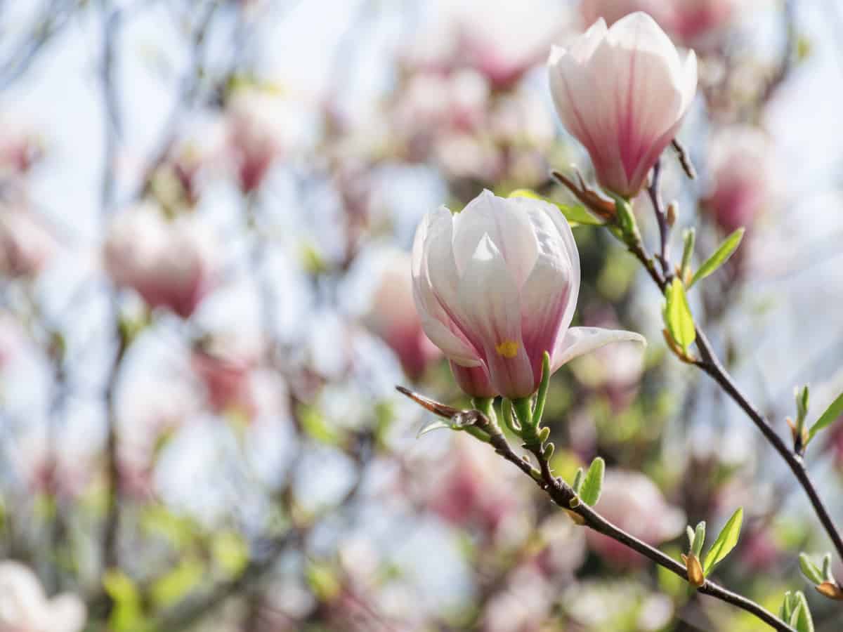 saucer magnolia grows tall with exquisite flowers