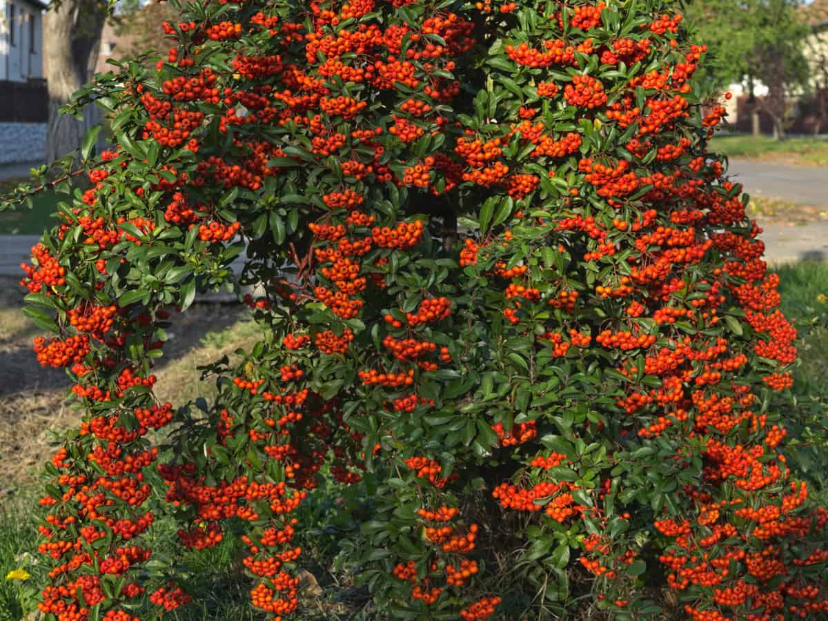 sea buckthorn keeps out nosy neighbors and is beautiful too