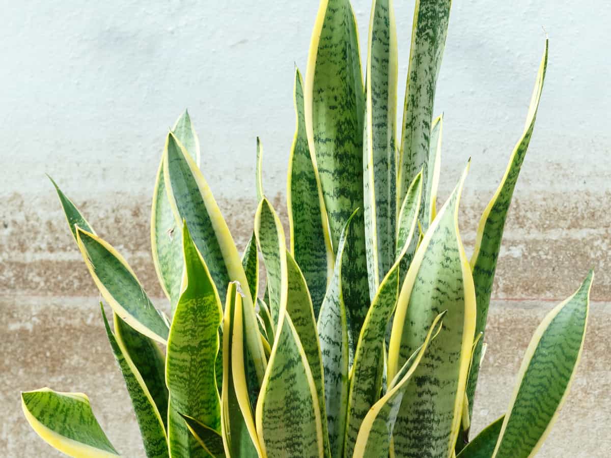 snake plant requires low light