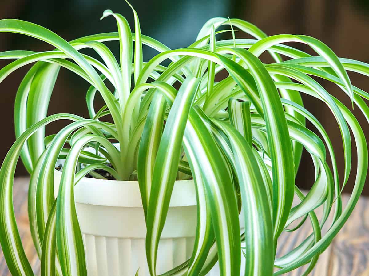 spider plant is a houseplant that likes low light