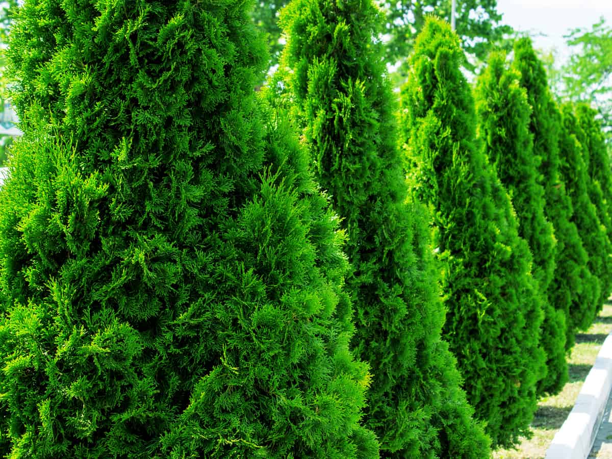 Thuja green giant is a popular tree for privacy purposes