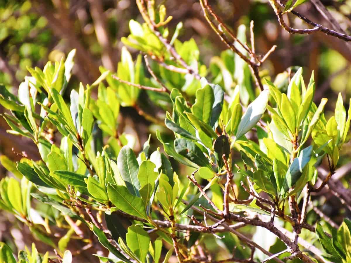 wax myrtles provide privacy quickly