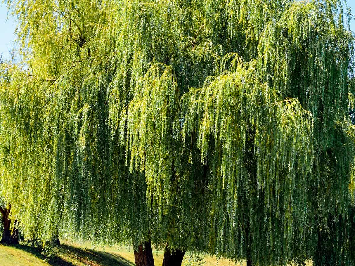 weeping willow provides shade and privacy