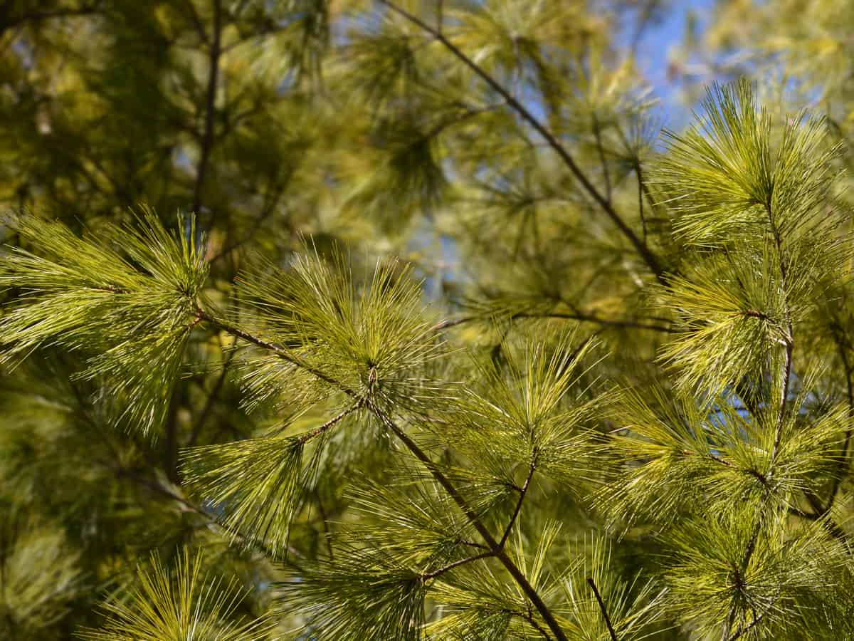 white pine has soft needles