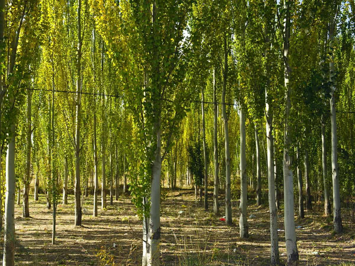 white poplar adds privacy and interest