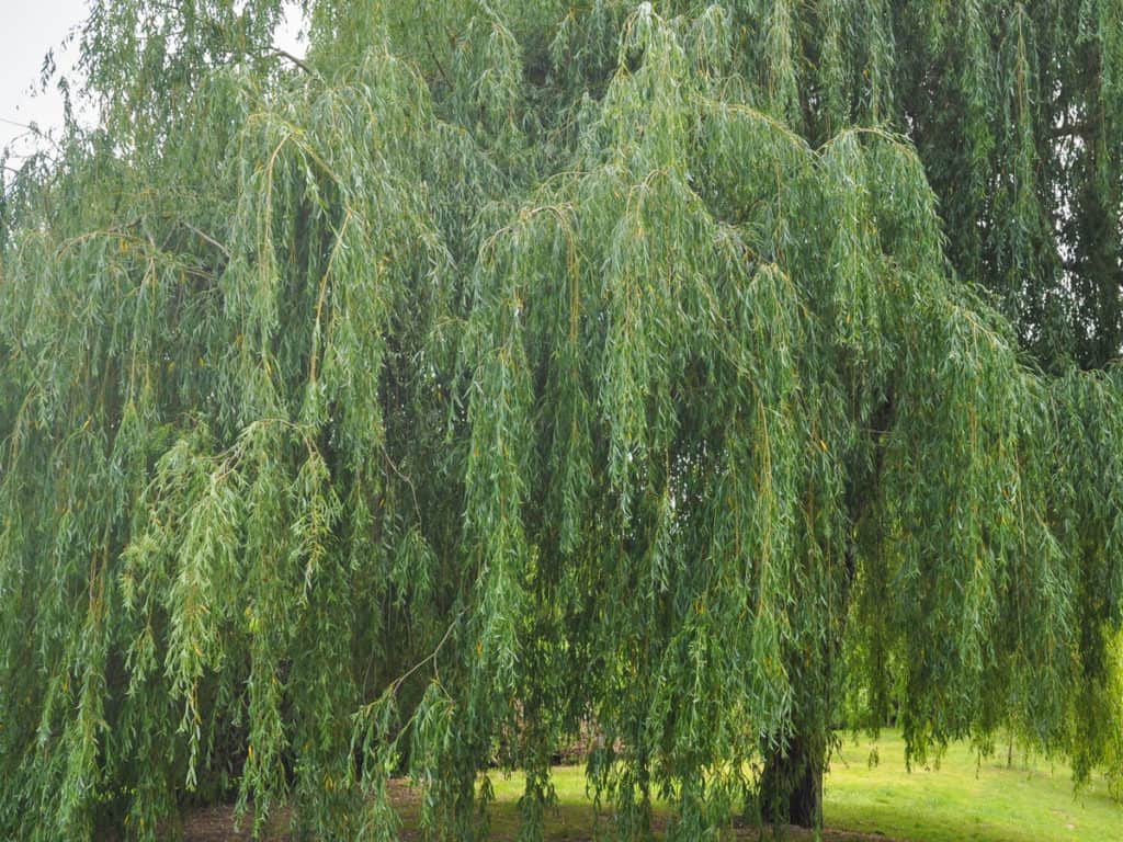 15 Beautiful Privacy Trees to Keep Nosy Neighbors Away