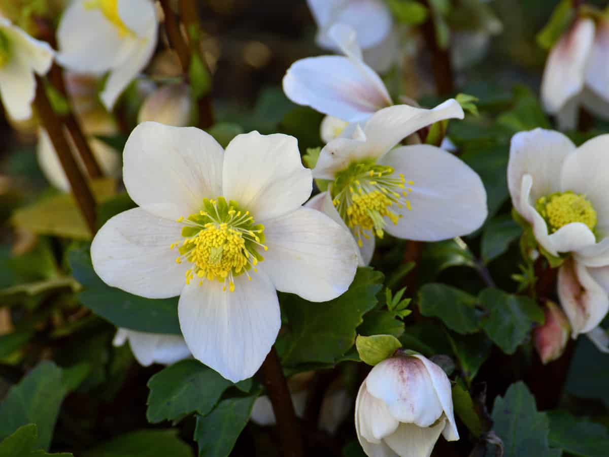 the Christmas rose is also known as the black hellebore