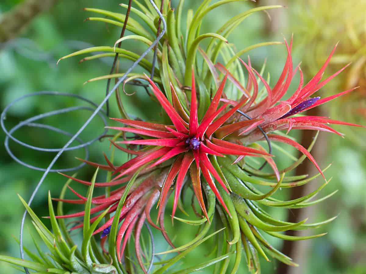 air plants are pretty and require minimal care