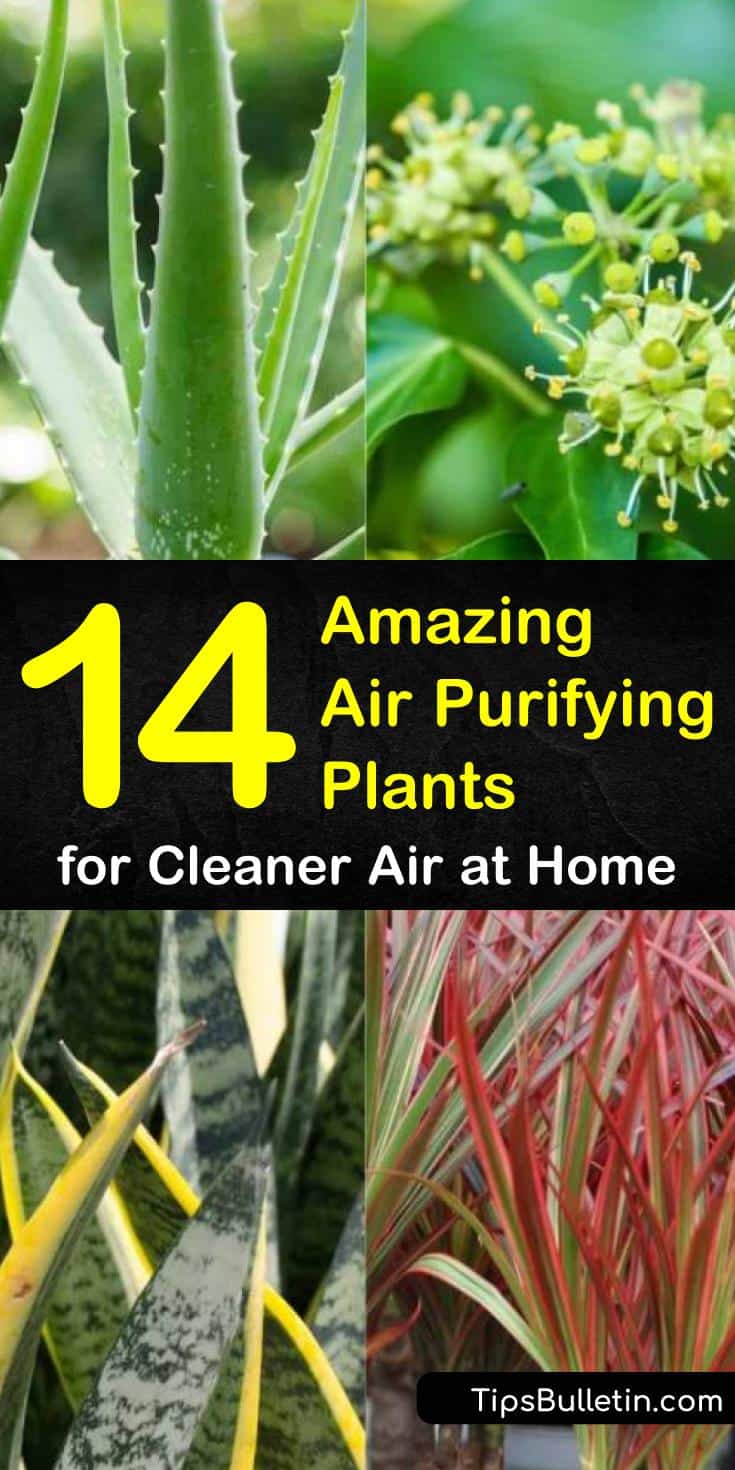 Find out the best pet safe houseplant for the house and for offices! Our guide to air purifying plants looks at the best indoor and outdoor plants for the bathroom, for bright and low lights, such as peace lily, bamboo palm, Boston ferns, and more. #plants #airpurifier #greensolutions