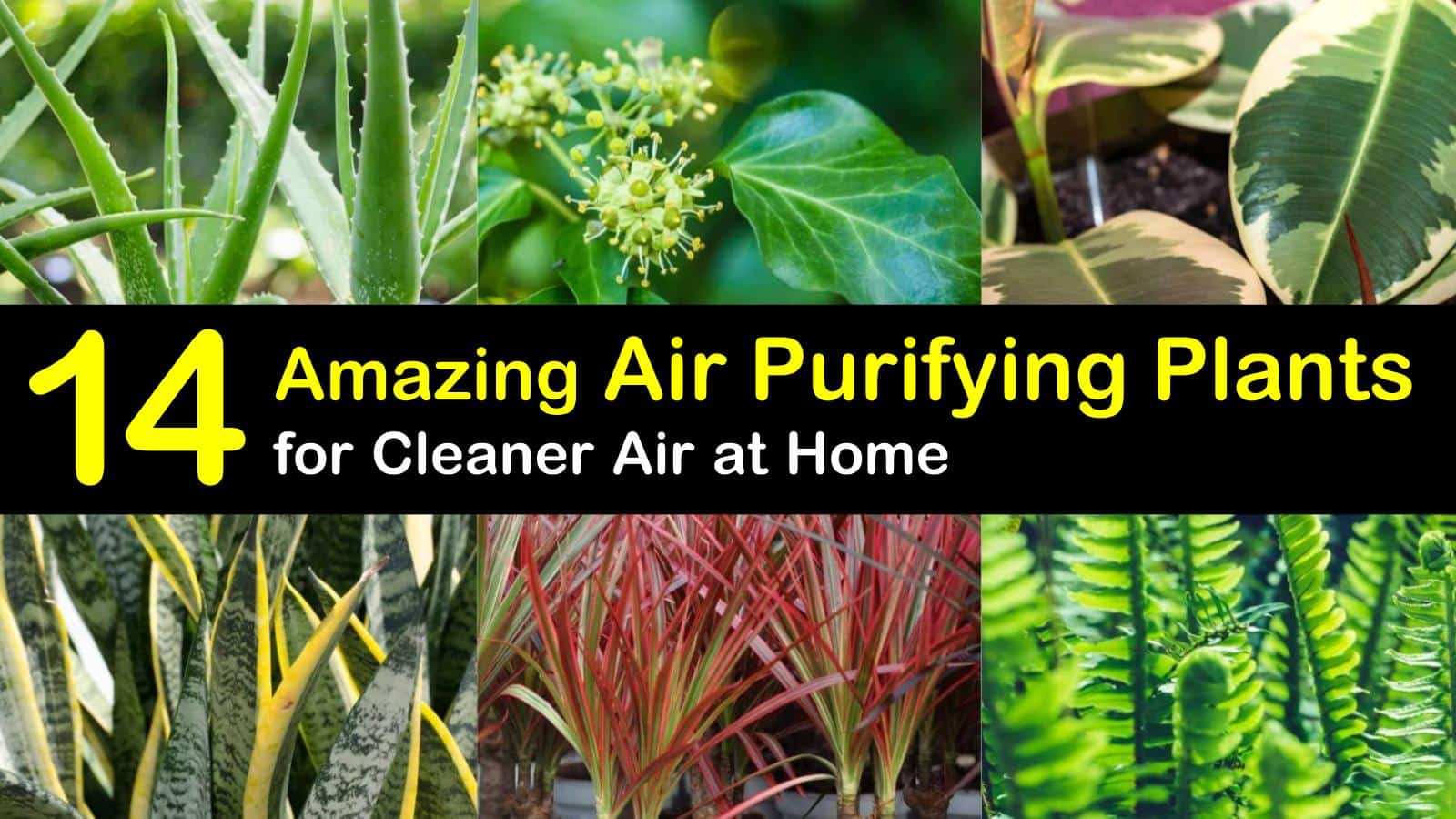 air purifying plants titleimg1