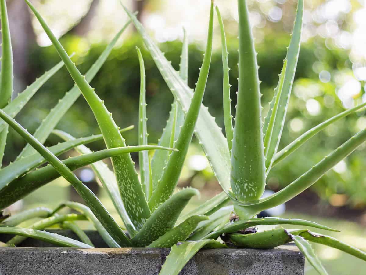 aloe vera is a succulent that is easy to grow