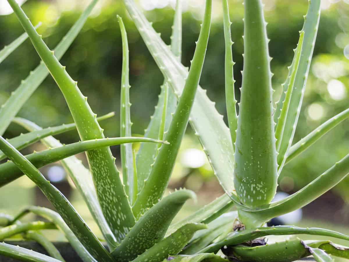 aloe vera cleans the air inside and works well for burns, too
