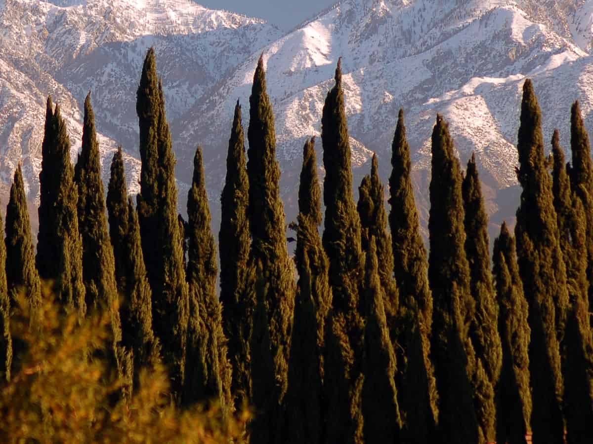 American arborvitae is a tall narrow evergreen that is fast growing