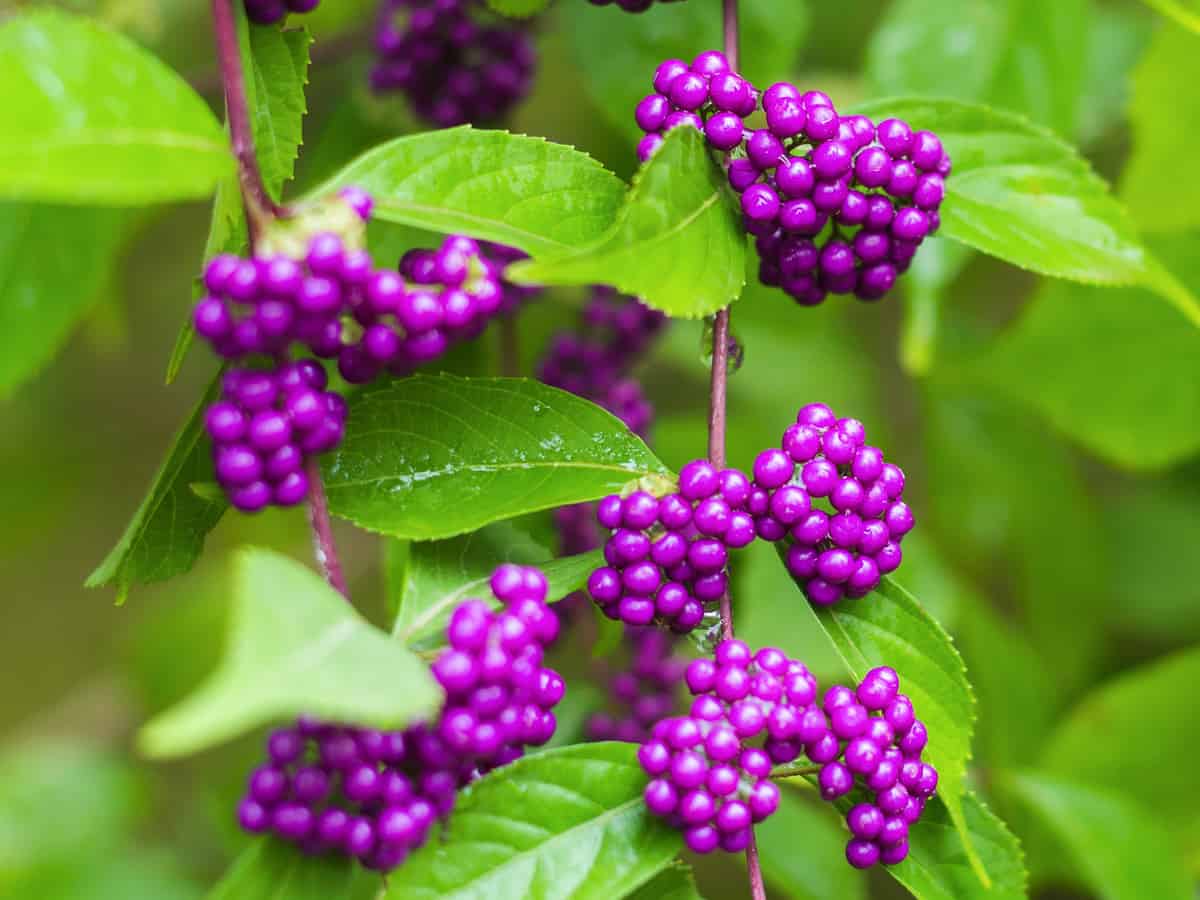 American beautyberry is also known as the French mulberry