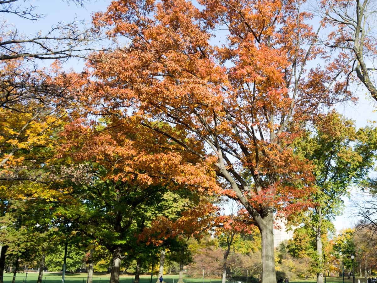 American elm offers a lot of shade and beauty