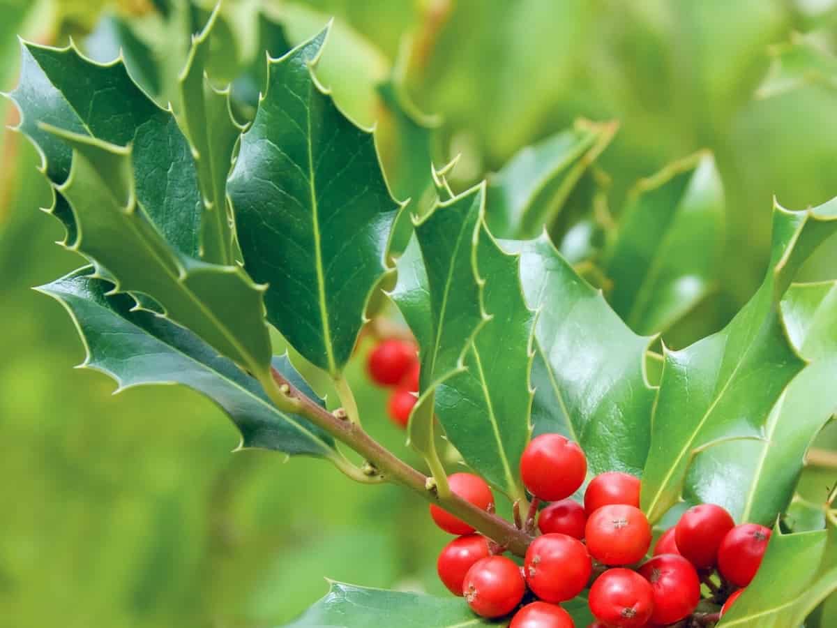 the American holly can survive virtually anywhere