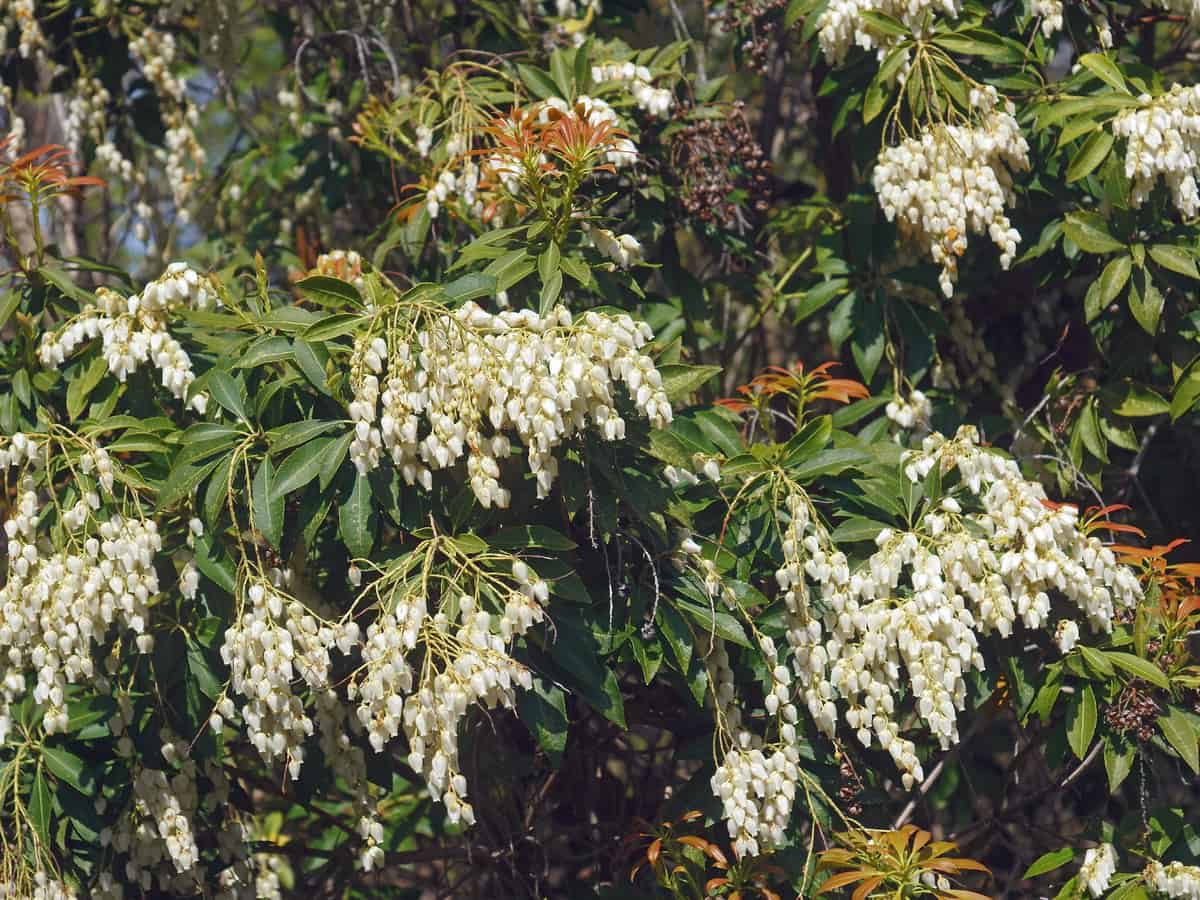 andromeda is a broadleaf evergreen perennial that deer don't like