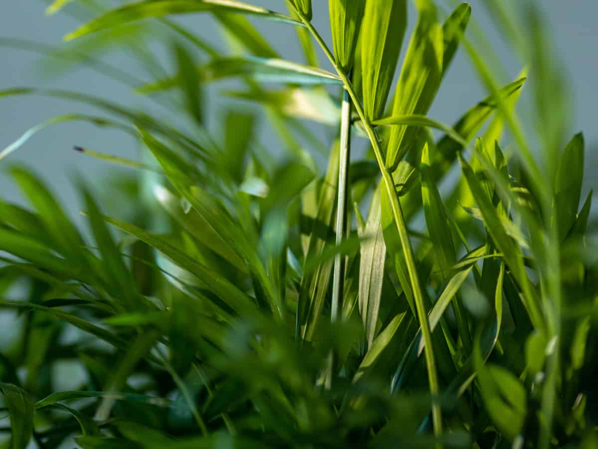 the areca palm purifies the air in the bedroom